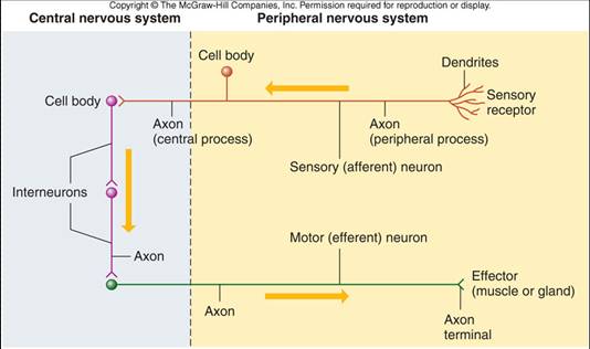 Holeõs Human Anatomy Physiology Eighth Edition Holeõs Human Anatomy Physiology Eighth Edition